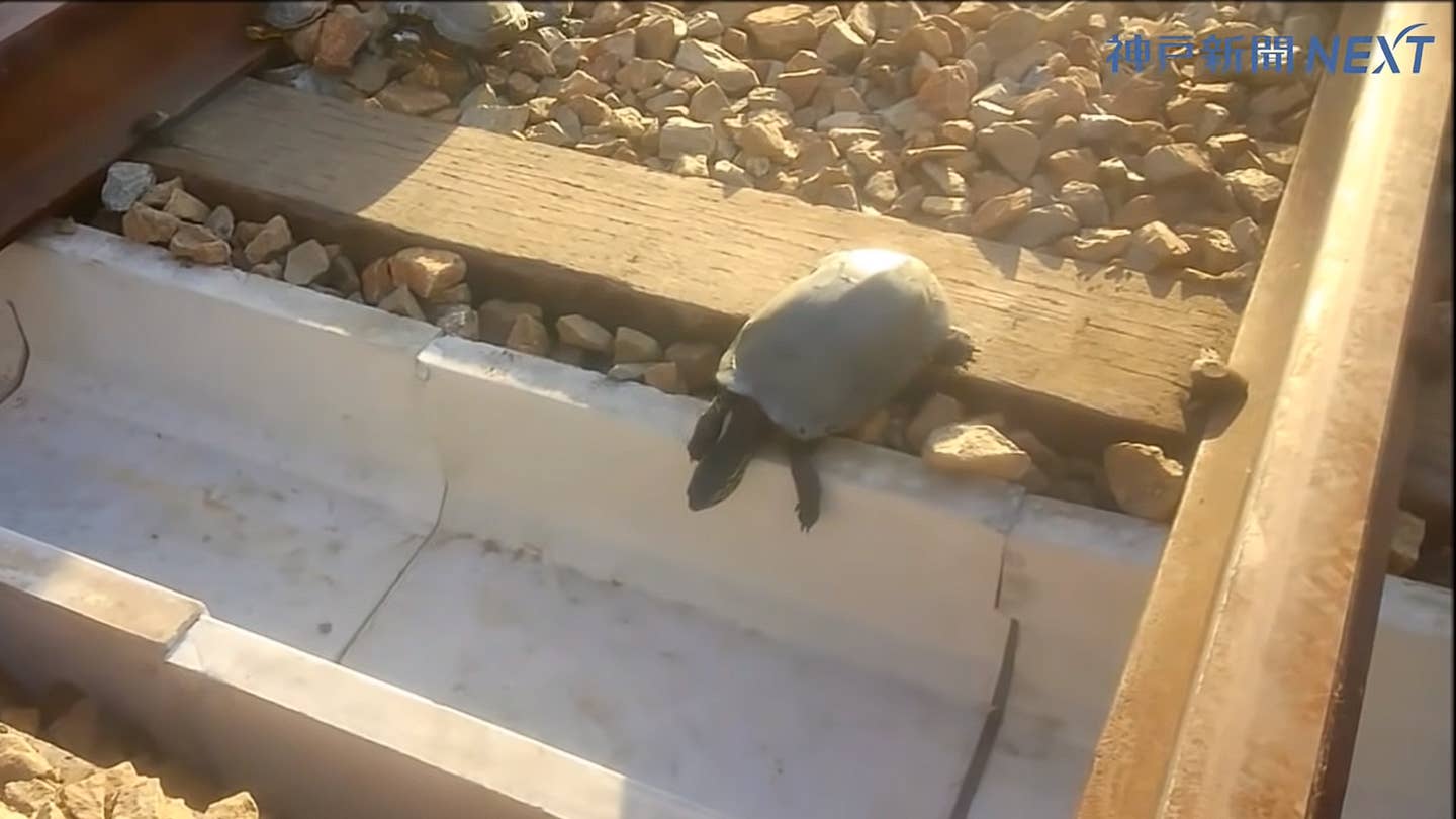 Japanese Rail Workers Build Adorable Track Underpasses for Turtles