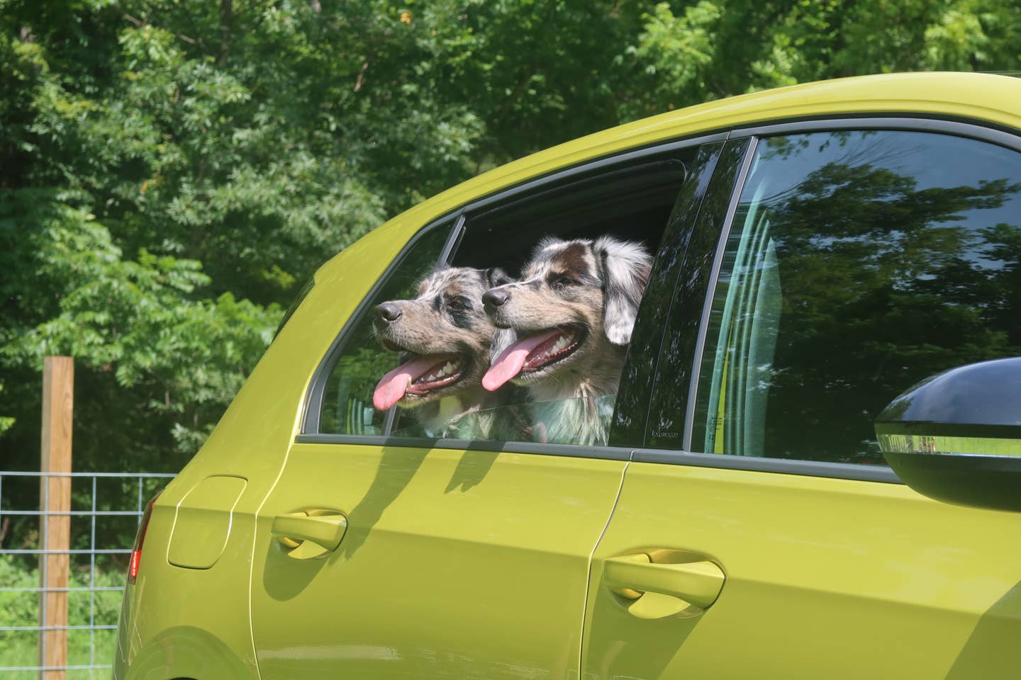 Sun's out tongues out. <em>Andrew P. Collins</em>