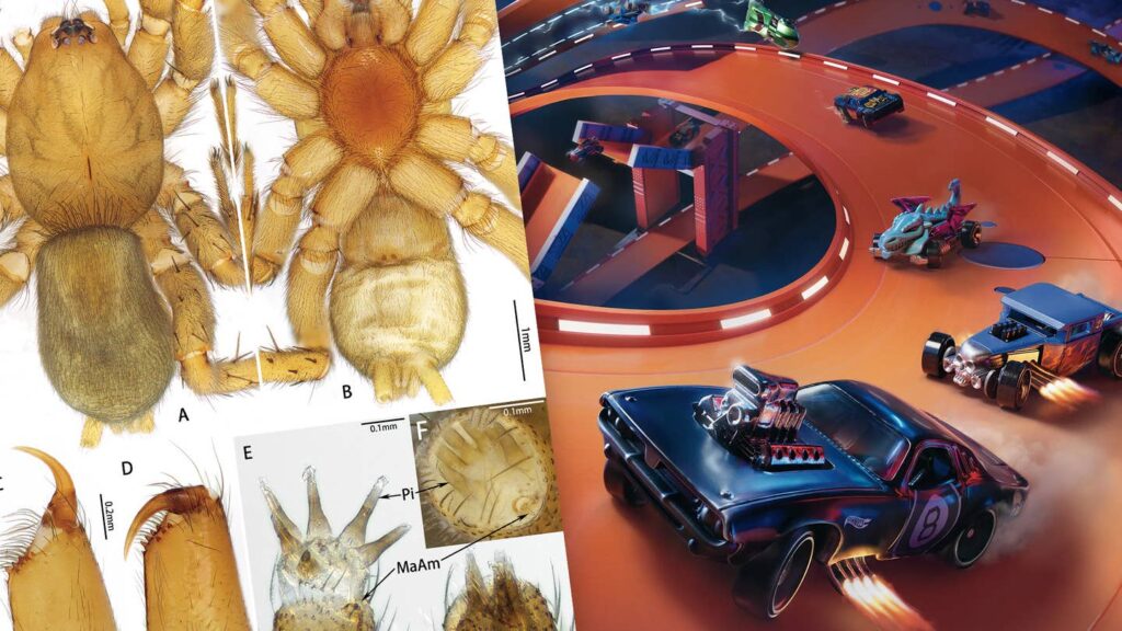 Newly Discovered Spider Species Named After Hot Wheels for Its Weird Genitals