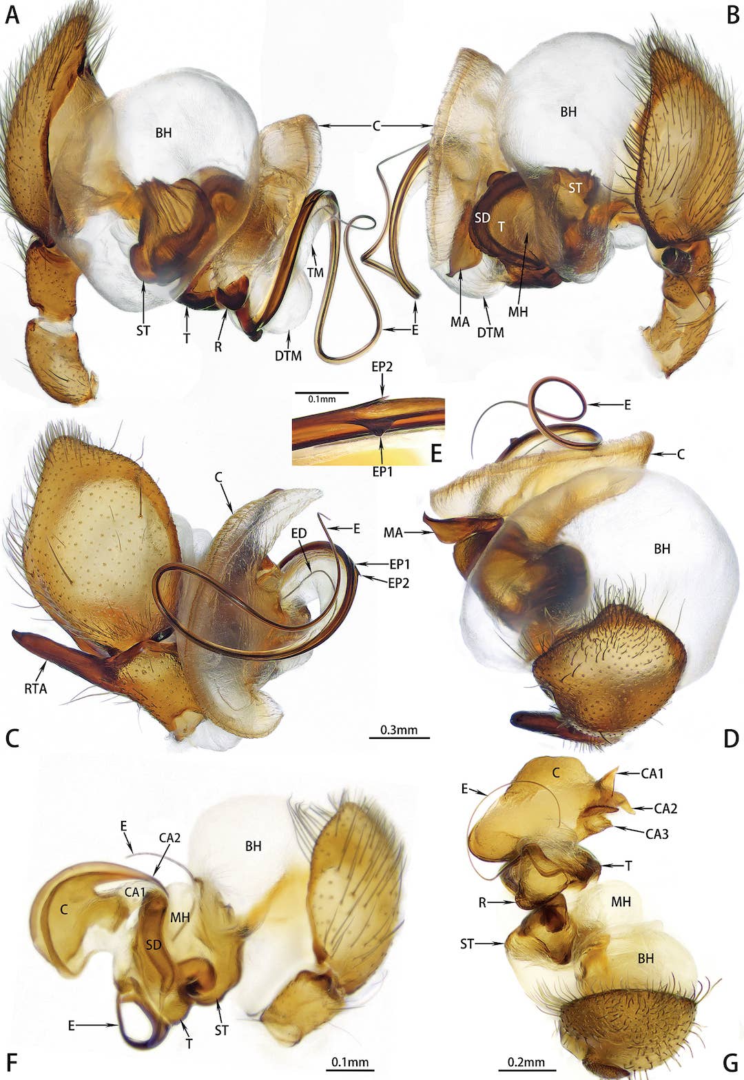 Hotwheels sisyphus' palpal bulbs and embolus