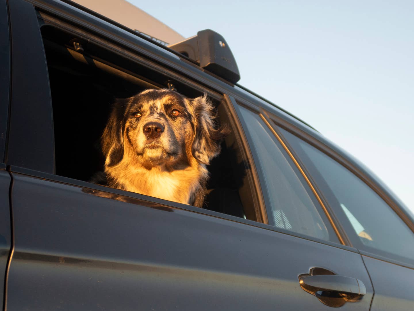 Australian Shepherd mutt enjoying a sunset.